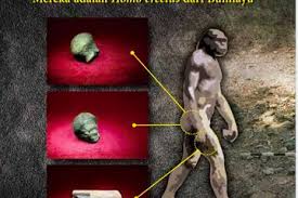 Homo Erectus Bumiayu Temuan Arkeologi Manusia Purba Tertua Di Jawa Semua Halaman National Geographic