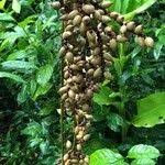 Image result for Calamus deerratus