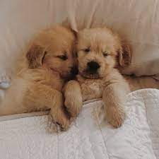 See more of golden retriever puppies on facebook. See These Adorable Photos Of Golden Retriever Puppies Popsugar Pets
