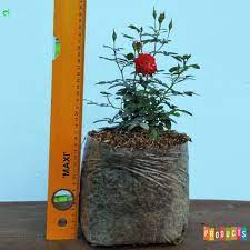 Tanaman hias bunga merambat flame vine/stefeanood orange: Jual Bibit Bunga Mawar Baby Rambat Warna Merah Ibad Garden