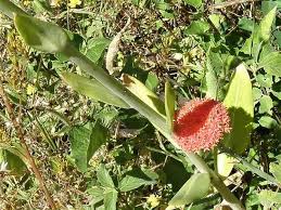 Image result for Kleinia abyssinica