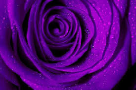 145 330 Purple Rose Stock Photos And Images 123rf