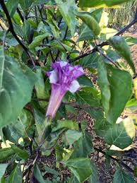 Image result for Datura metel