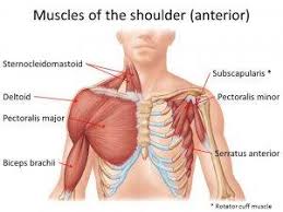 Welcome to my class on drawing the anatomy of the torso. The Neglected Role Of The Chest Muscles In Singing