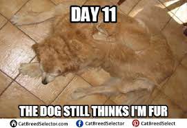 Related Image Cat Memes Clean Cute Jokes Cat Memes
