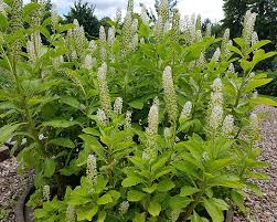 Image result for Phytolacca