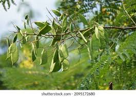 Image result for Caesalpinia sappan