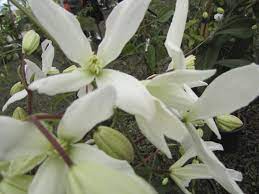 When to cut back evergreen clematis. Evergreen Clematis Growing Tips On Planting An Evergreen Clematis Vine