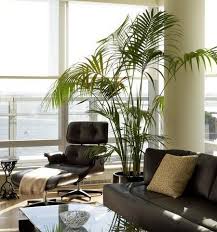 They have been adapted to all climates and imported as staple images of. Growing Palm Trees Indoor