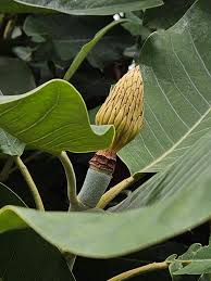 Image result for Magnolia delavayi