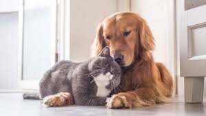 Kedi Ve Kopek Sahipleri Arasindaki 5 Fark Hayat Haberleri