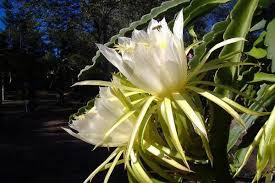 10 Lovely Flowers That Bloom Only At Night Blog Nurserylive Com Gardening In India