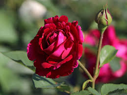 Schwache triebe stark zurückschneiden, starke triebe dagegen nur schwach, da der schnitt die rose anregt, neue kräftige triebe zu bilden, die dann wieder üppig blühen werden. Englische Rose Falstaff Alles Erfahren Uber Blute Duft Co