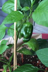 Water plants well before transplanting. How To Grow And Harvest Bell Peppers At Home