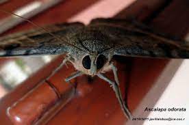 Mariposa Negra Wiki Reino Animalia Fandom