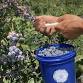 Blueberry & Lavender Festival at Star Bright Farm