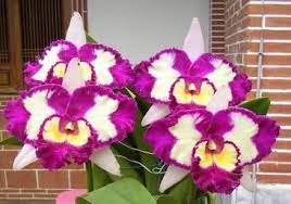 Pin On Orchids