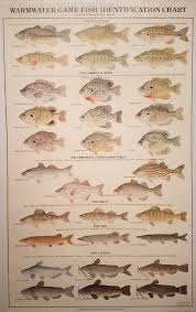 warmwater game fish identification chart