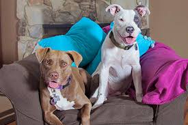Pitbull english bulldog mixes are extremely high on intelligence and catch onto things rather easily. All About The Pit Bull Dog Breed Best Friends Animal Society