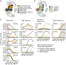 The somites are arranged along the longitudinal axis of the body alongside the neural tube and the chorda. Diverse Routes Toward Early Somites In The Mouse Embryo Sciencedirect