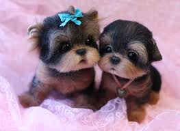 These Little Animals Made Of Wool Look Incredibly Cute And Real Goruntuler Ile Cok Sirin Hayvanlar Sevimli Hayvan Yavrulari Hayvan Bebekler