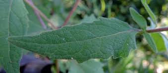 Image result for Sigesbeckia