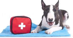 How to give a dog cpr first, check for a heartbeat then see if the dog is breathing by watching her chest. How To Give Your Dog Cpr And When To Do It Petcoach