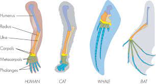 The structure which are similar in their morphology, anatomy, genetics and embryology but dissimilar in t. Evidence From Comparative Anatomy Homologous Analogous And Vestigial Structures Ck 12 Foundation