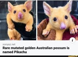 Sonyaz Net Rare Mutated Golden Australian Possum Is Named Pikachu Ifunny In 2020 Australian Possum Baby Possum Possum