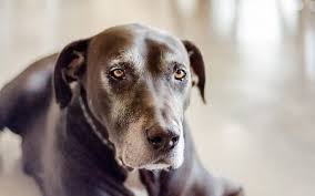 The international pet and animal transportation association (ipata), founded in 1979, has regulations for transporting pets to and from canada and around the world. Worldwide Animal Travel Canada S Pet Relocation Specialist