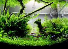 Designing an aquascape can be challenging. A Guide To Aquascaping The Planted Aquarium