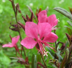 Image result for Oenothera lindheimeri