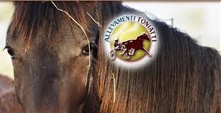 We did not find results for: Allevamenti Toniatti Photos Facebook