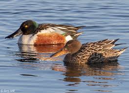 'the shovelers and pintails have reached the northern plains and have spread through much of alaska.' 'on another side of the lake, we scoped a raft of ruddy ducks and shovelers. Northern Shoveler Spatula Clypeata