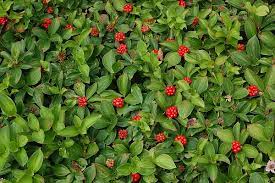 Ab und zu benötigen sie dennoch einen rückschnitt. Teppich Hartriegel Cornus Canadensis