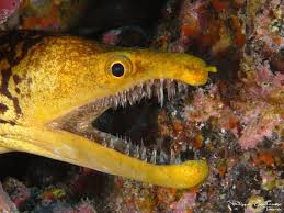 Photos Meet The Ocean Animals With The Wildest Teeth Ocean Animals Animals Sea Animals