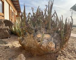 Image result for Adenia dolichosiphon