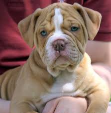 Review how much alapaha blue blood bulldog puppies for sale sell for below. Pin On 1001 Dogs