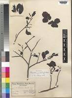 Image result for Monodora junodii