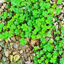 Can You Kill Oxalis With Weed Control Tomlinson Bomberger