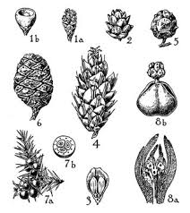 Image result for Gnetaceae
