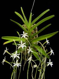 Image result for Rangaeris