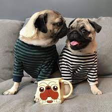 The Pug Is A Breed Of Dog With Physically Distinctive Features Of A Wrinkly Short Muzzled Face And Curled Tail The Doug The Pug Cute Animals Furry Friend