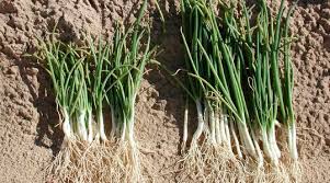 Pour contrôler cette maladie dévastatrice, la vaccination est le seul moyen efficace. Controle Des Ravageurs Et Des Maladies De L Oignon Et De L Ail Yara France