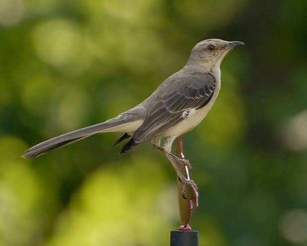 Northern Mockingbird – Celebrate Urban Birds