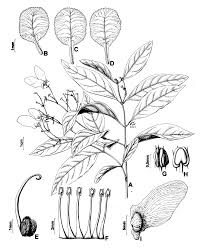 Image result for Janusia