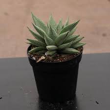 Image result for Haworthia