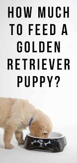 How Much To Feed A Golden Retriever Puppy Your Questions