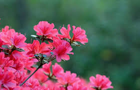 Grevillea banksii, sempreverde con fiori rossi. Piante Da Esterno Scegli Quelle Giuste Per Valorizzare Il Giardino