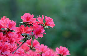 Sono formati a coppa con petali esterni più grandi e di colore giallo chiaro e quelli più interni di colore porporino. Piante Da Esterno Come Valorizzare Il Giardino